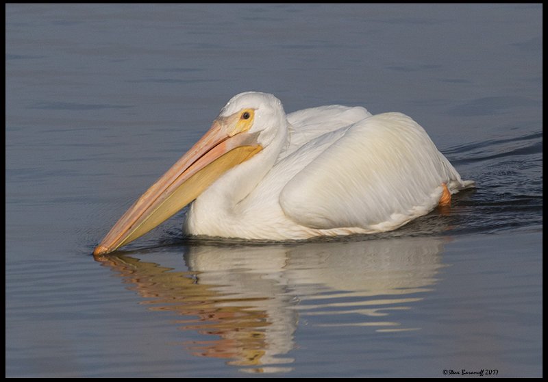 _7SB6169 american white pelican.jpg